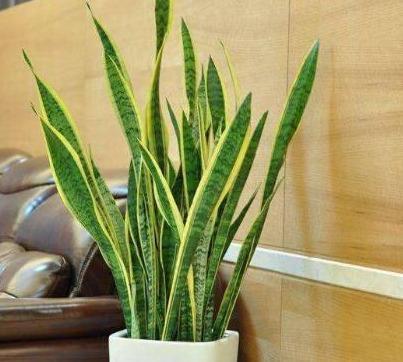 漂亮|6种漂亮花,自带“储水器”,一个月不浇水,旱不死,不妨碍开花