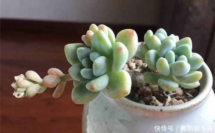 扦插|多肉长花箭被他剪断插土里,7天就生根!