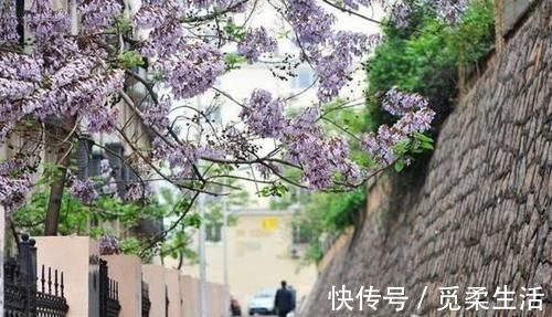 梧桐树|家里种树,讲究大,5种树旺宅,3种树不能栽,你知道是什么吗