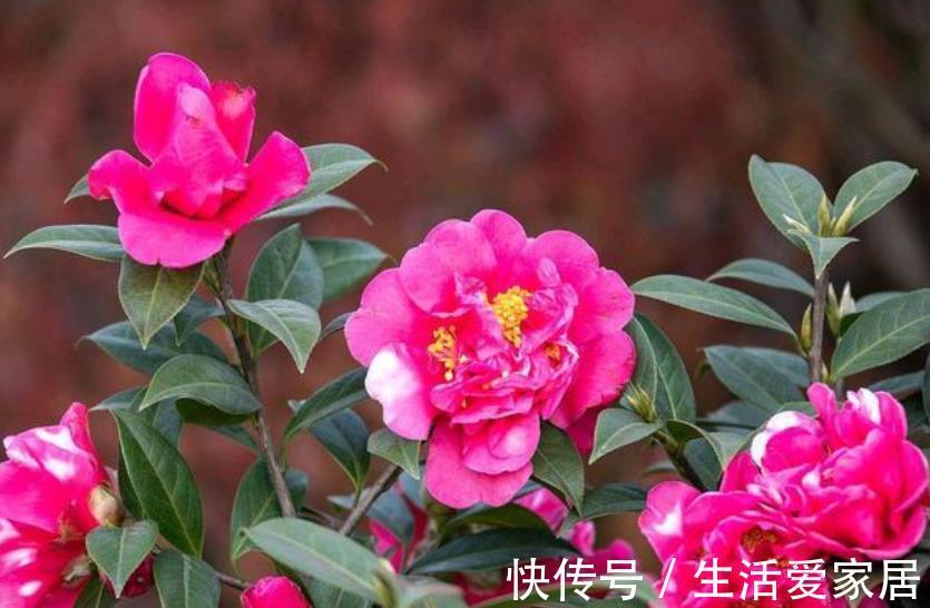 秋天逛花市，5种花值得入手，带回家好养护，皮实健壮开花美