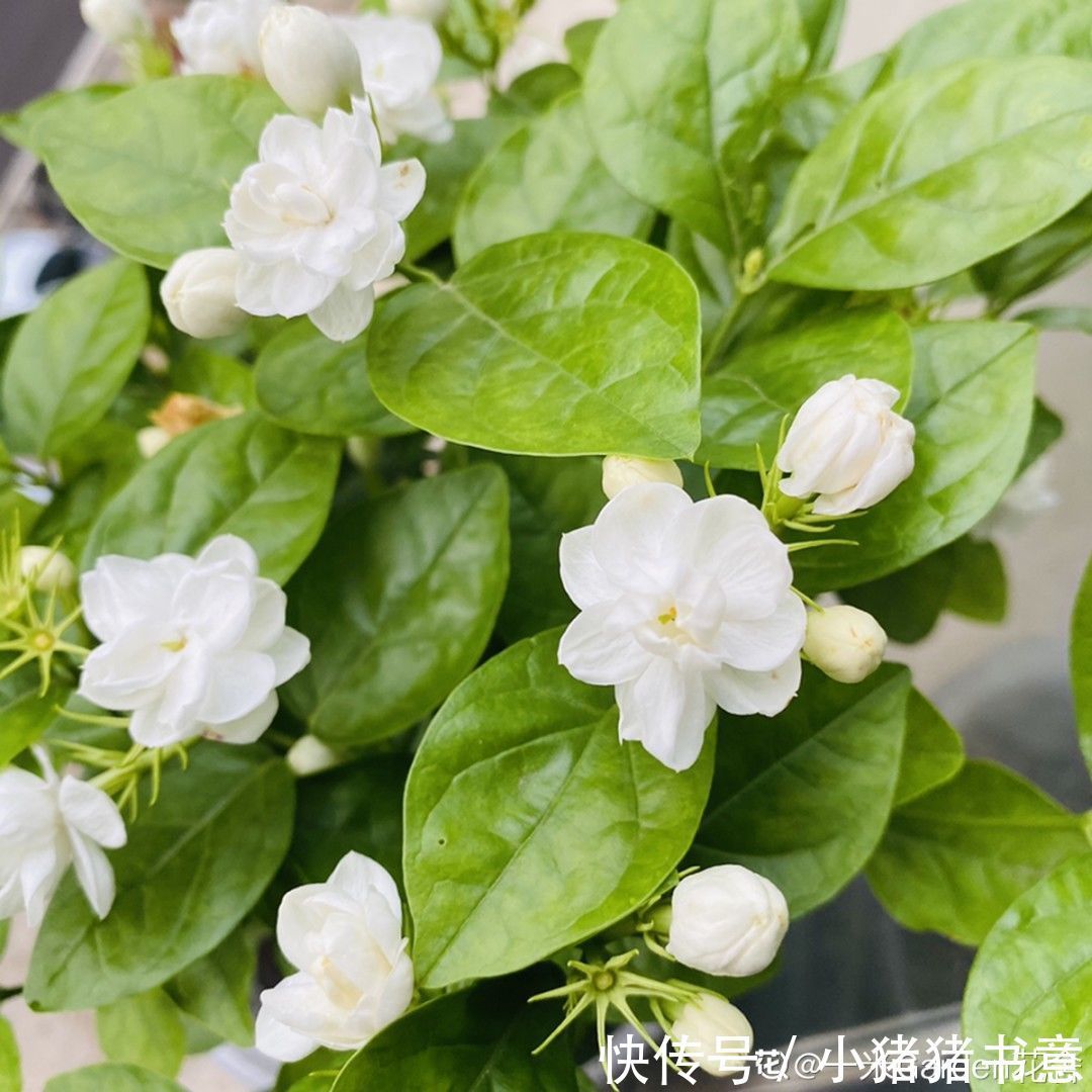 超好养的18种植物,第一名竟然是它!绿萝只能排倒数