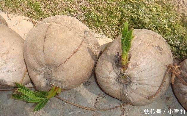 非洲人最喜欢的“水果”,吃一个顶一天,种一棵能养活一家人