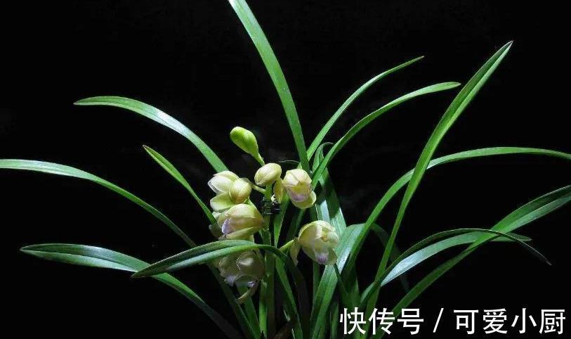 兰花的叶片为什么发黄又干尖,掌握6个方法帮你解决