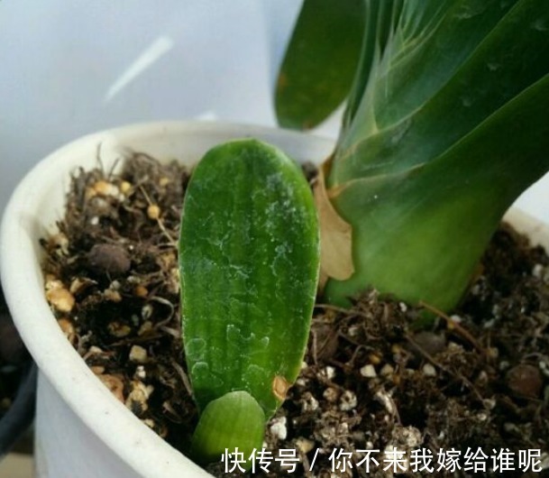 氮肥液|君子兰3大养护难题,一次性给你解决,今年准时开花!