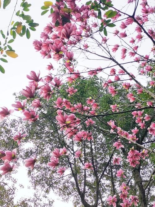 春暖花开日，这些“宝藏”赏花地，值得你打卡