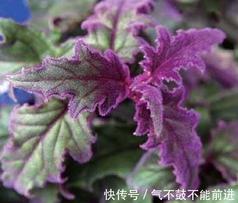 绿萝吊兰扔了吧，阳台养4种花，它们非常好养，叶子比花还好看