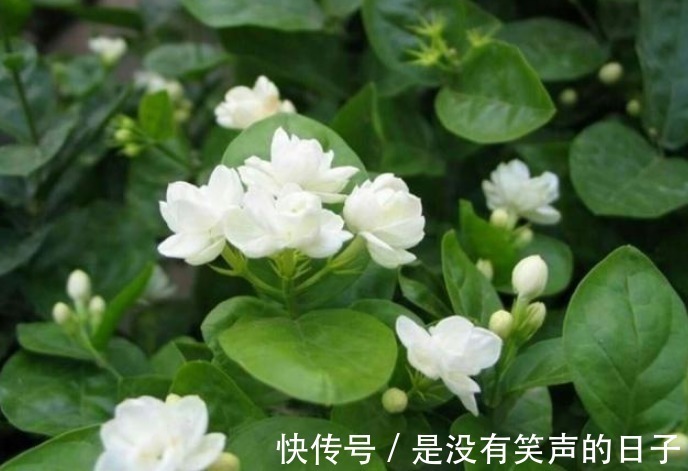 修剪|想要“茉莉花”开花多，做好“三点”，轻松爆满盆，满屋飘香！