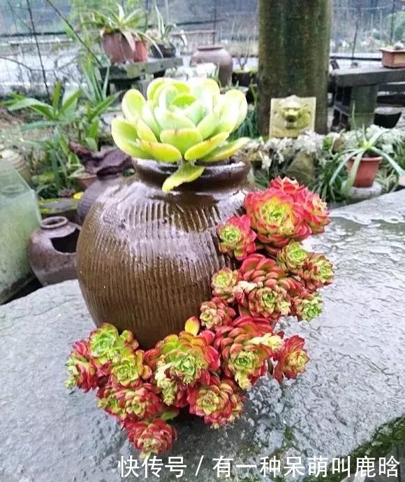 邻居捡破烂养花，全家都反对，栽上花后都笑了！