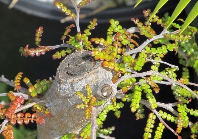 雷蒙德|比绿萝更易活,天生的盆景材料,块根植物大象树