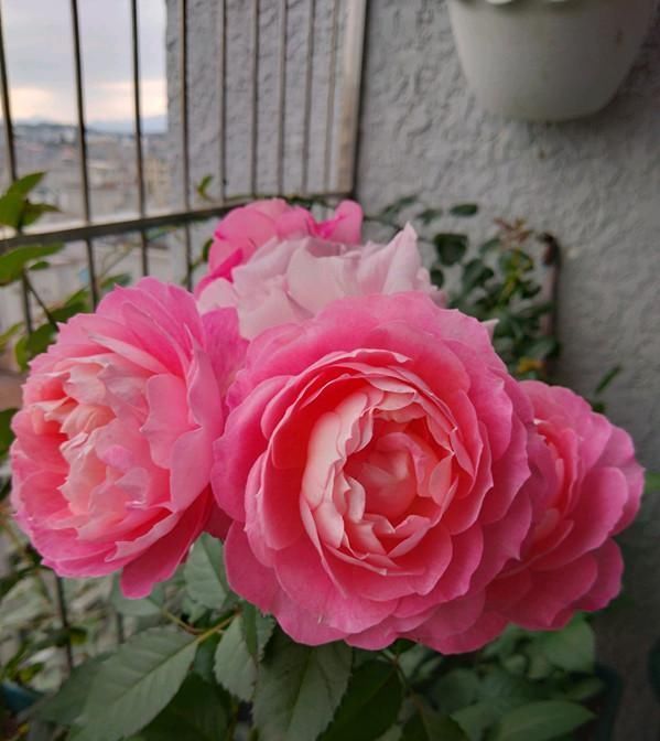 此款阳台盆栽花,漂亮似牡丹,花开一整年,养护简单,很值得栽培