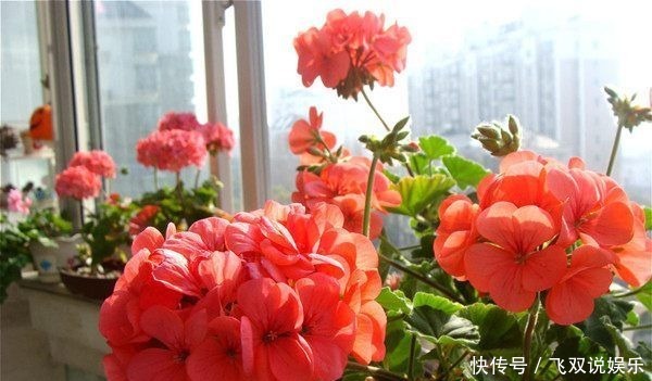  绣球花|忘了绿萝吊兰，此4款花卉，扦插就能活，花色美丽，四季开花