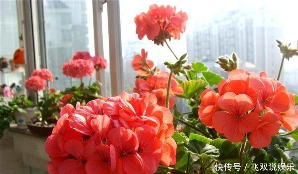 绣球花|忘了绿萝吊兰,此4款花卉,扦插就能活,花色美丽,四季开花
