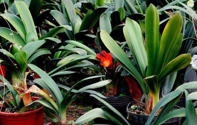 发现冬天养花有5种水不能浇，浇之后，那叫一个“惨”，都看看吧