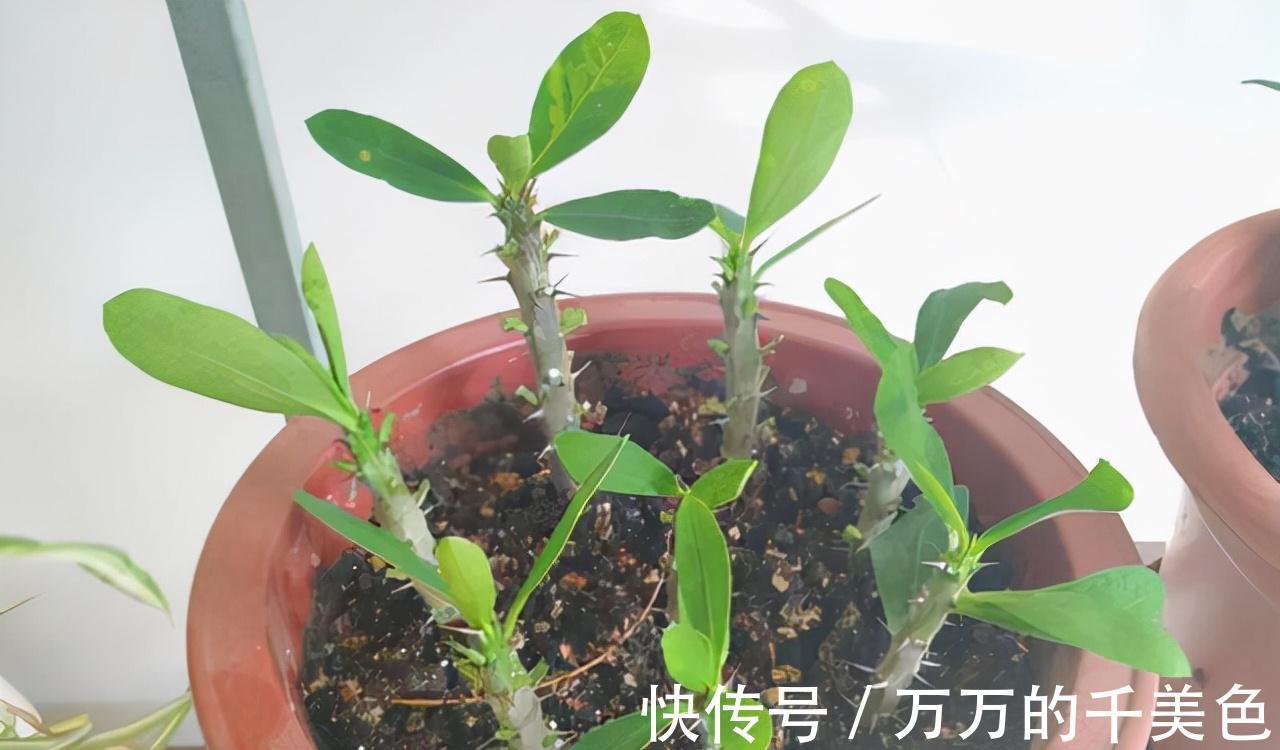 容易因多浇水而死的“10种花”,想要养好,管住手,少浇水