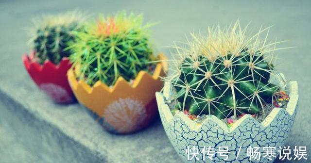 仙人球烂了别急!狠狠心“使劲砍”,十天又冒根,起死回生