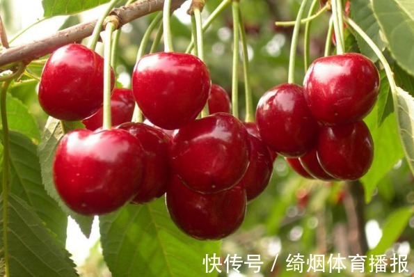 碧护|樱桃美容养颜、调理肠胃,农民掌握施肥要点,收获吃不完的樱桃