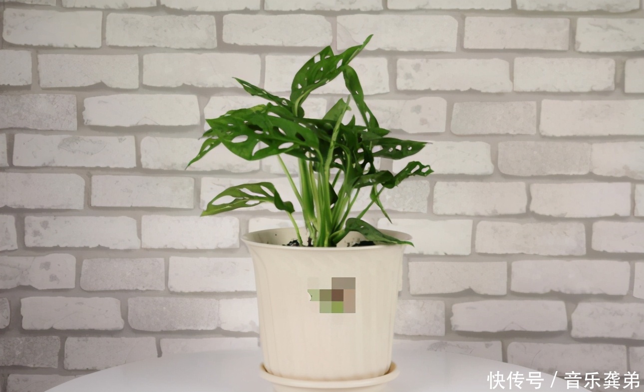 养花在这3个方面“不懂装懂”，将会吃大亏