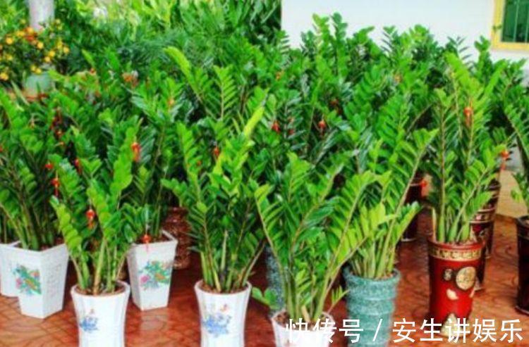 3种花自带“财运”，养家里一盆，财源广进，旺运一整年