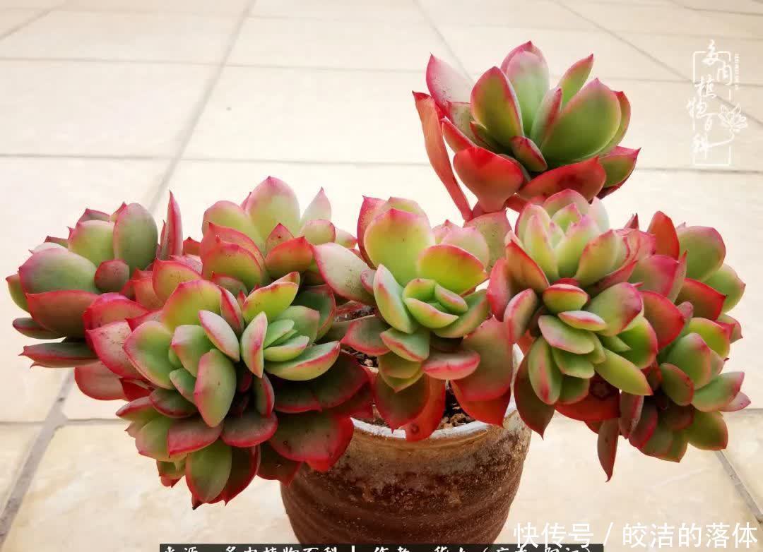 广东的冬天是多肉的春天,时间是最好的魔法师!