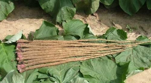 在中国种植却很少有人吃,出口到日本,被誉为是“超级食品”