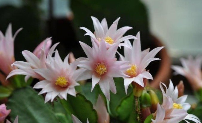 花农教教你,怎么让蟹爪兰安全度过夏天,萌新涨姿势了