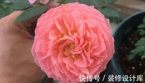 花柱|农历8月6日起，养花试试这几款，适合做花柱，室内也能养
