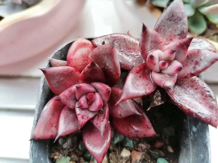 观音莲|90后川妹子的“丑肉”逆袭记!时光不弃,多肉常在!