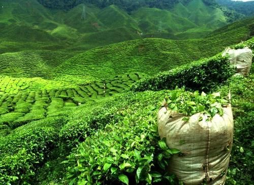 降血脂|喝茶有助疏通血管吗？医生提醒：6条茶叶内幕曝光！颠覆你的认知