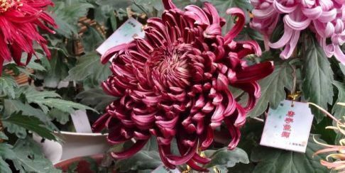 喜欢菊花，不妨试试“珍品菊花”墨荷，花色如漆红，姿容高雅