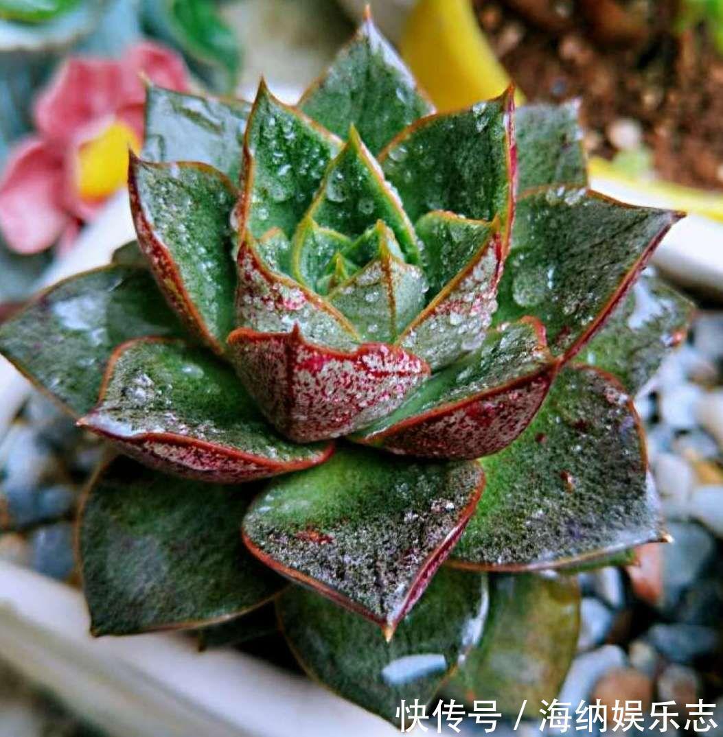 耐旱|4种多肉最适合懒人养，叶子厚实难徒长，养到就是赚到！