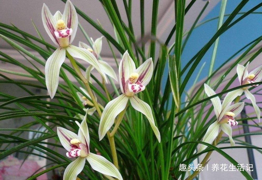 兰花叶子“萎靡不振”，用个“小方法”，叶子笔直挺立，操作简单