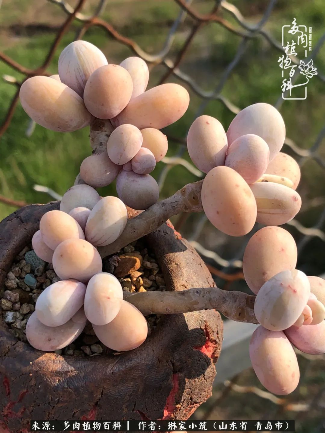 多肉|有史以来最厉害的一场寒潮，治好了我养多肉这些年的“坏毛病”