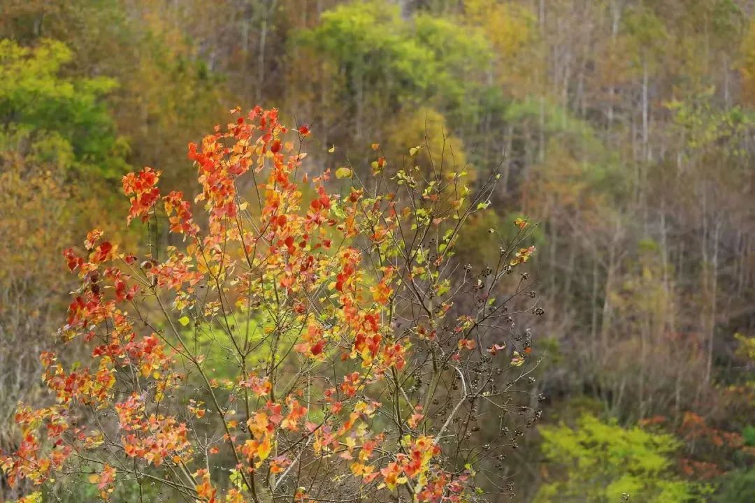 滩涂|三门这片“海上森林”，只有冬天才能看到，走起～