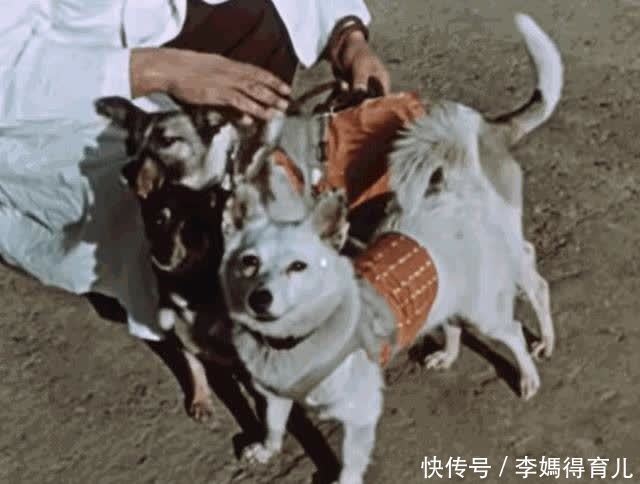 宇航员 第一个登上太空的宇航员,不是加加林,而是一只狗……