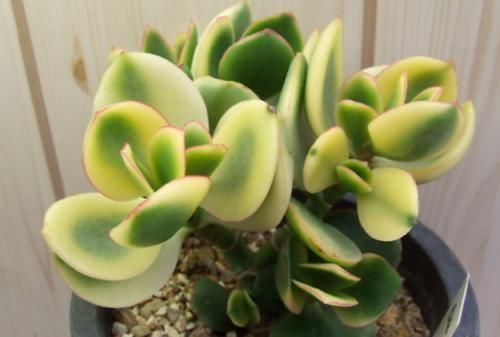 温度|现在北方的多肉可以露养了吗?只要温度达到要求,就可以放心露养