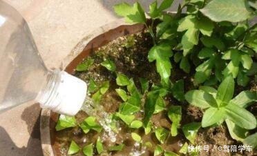 6种花最适合春天“扦插”，7－10天就生根，好活，长得快！