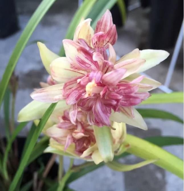  奇蝶|被誉为开花机器“富山奇蝶”，花型奇特，花香浓郁，比绿萝还好养