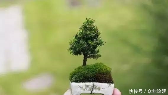 也许你不需要一个庭院就能有一个园林