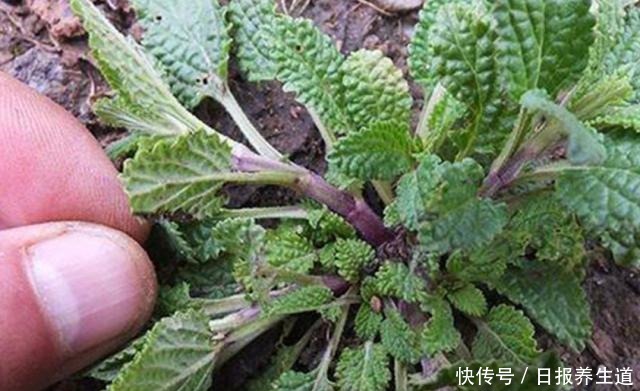中年|山坡上一种“疙瘩草”,农民见到就拔,不知是珍贵“止咳药”!