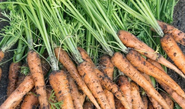 买胡萝卜，到底选带泥的还是不带泥的？菜贩：这种我从不给家人吃