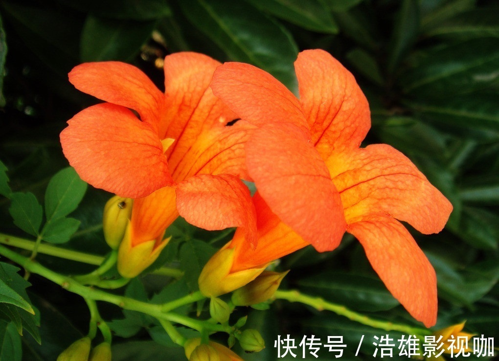 母亲|鲜红的热情,对母亲的热爱之意,此花又是一种可以送给母亲的花