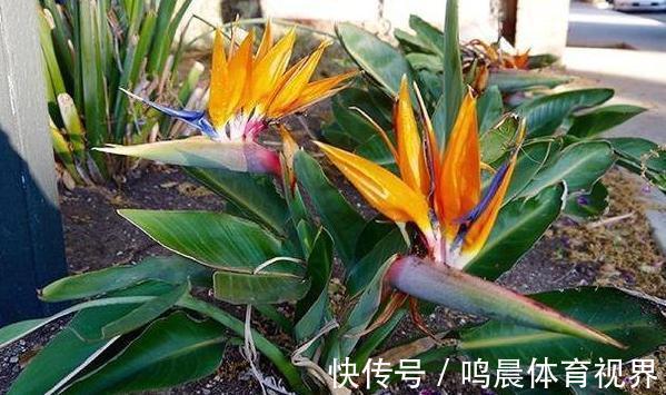 什么花可一年开四季?盆栽上4种植物,个个都能全年花开不停歇