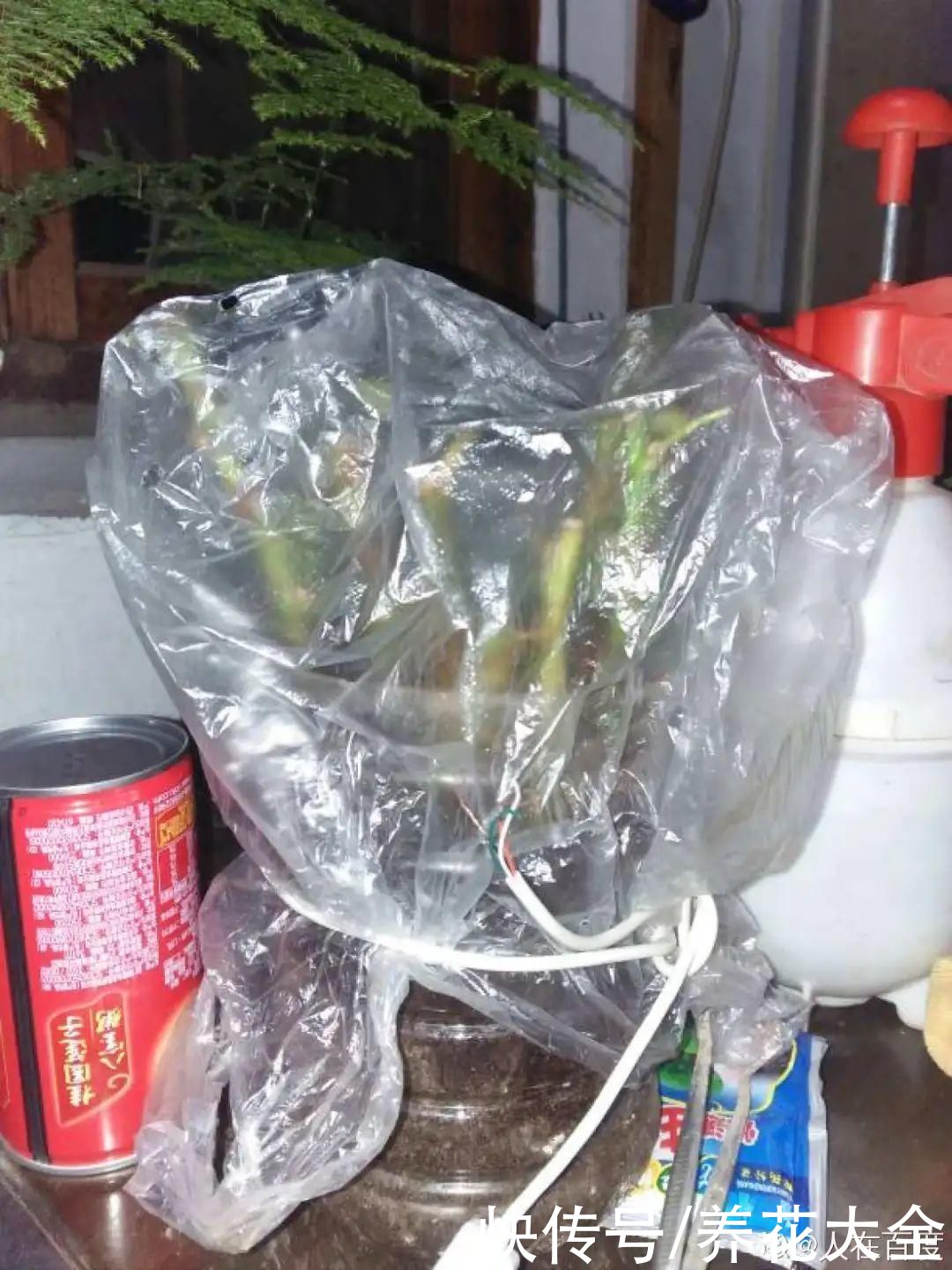 11种常见花，现在扦插，成活率特高