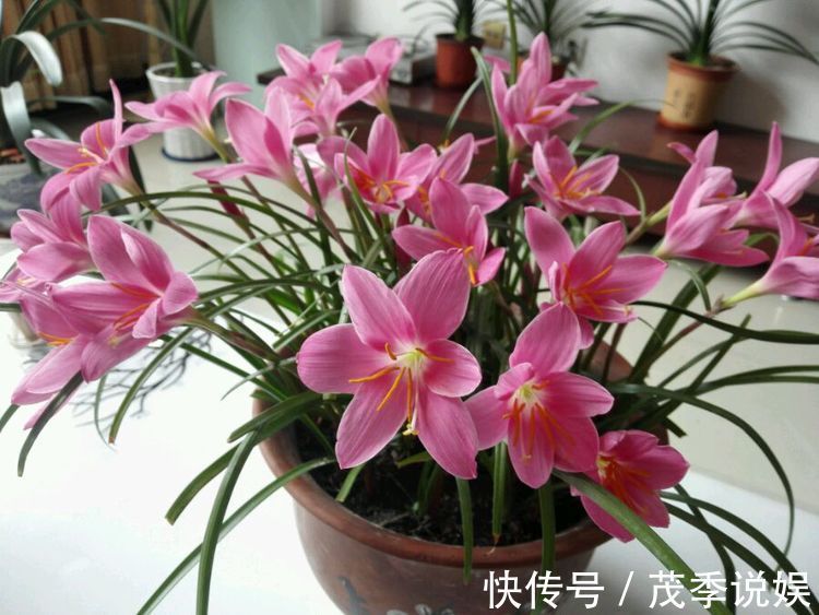 喜欢菊花，不如养盆“优良玫瑰”朦胧的朱迪，水果香味，四季开花