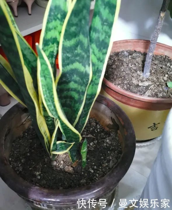 蟹爪兰|6种花,就得“穷着养”,花盆越小,长势越喜人!