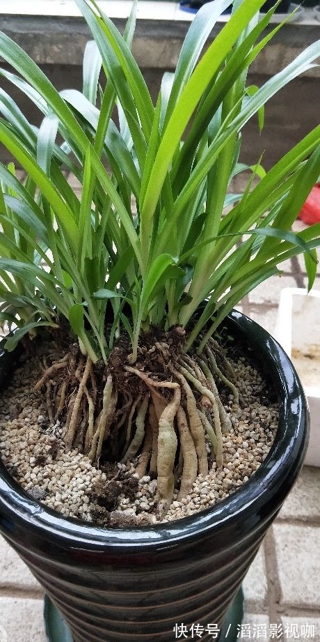 养花一定要会养根,根系长得壮,植物才有精神