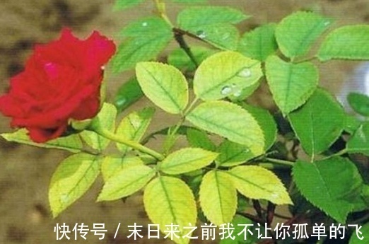 秋天给月季浇点这种水,不黄叶不生病,花苞长不停!