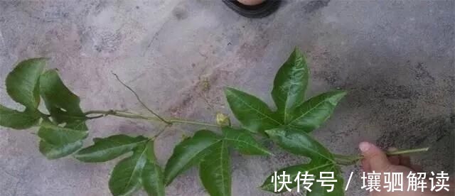 百香果|有1种“水果”,剪根枝条插土里,15天生根,结出果子“吃不完”