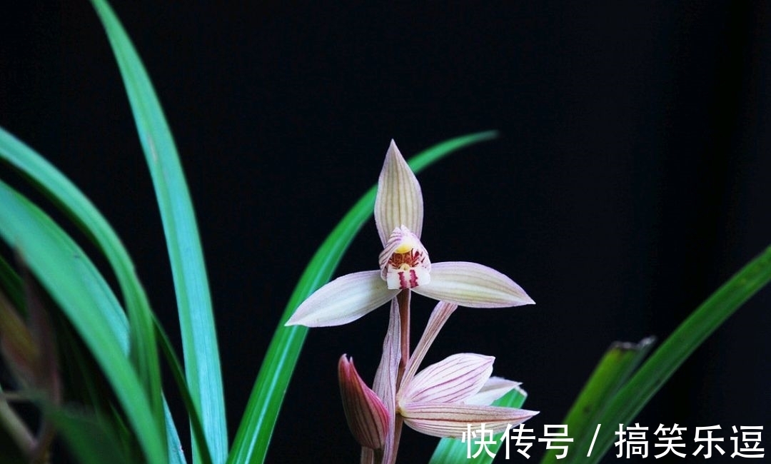 树荫|立秋,做对几点,兰花才能开花,可别忽略了