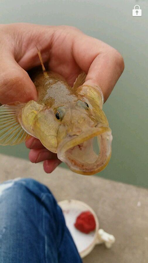 钓到鱼不认识钓友常问的几十种鱼盘点,老钓友都不超过5种